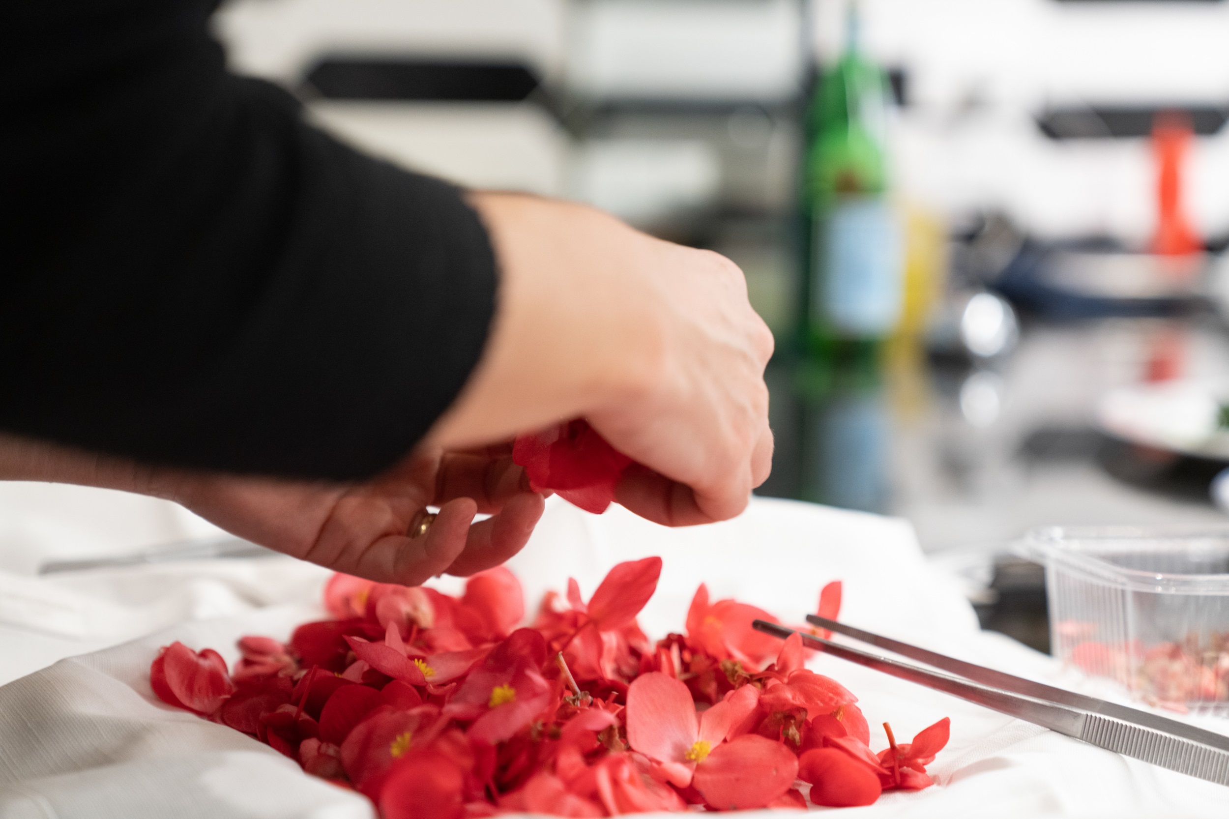  ‣ adn24 alassio (sv) | tutto pronto per il festival nazionale cucina con i fiori