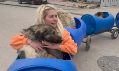  ‣ adn24 animali| la storia di buket Özgünlü, l’angelo dei cani randagi con disabilità