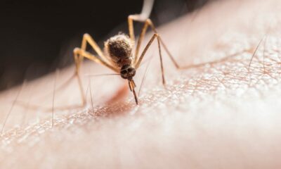  ‣ adn24 in puglia riappare la zanzara della malaria dopo 50 anni: va tenuta sotto controllo