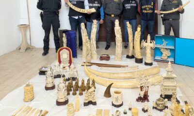  ‣ adn24 ancona | sequestrati 80 oggetti in avorio di elefante africano, detenuti illegalmente