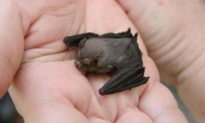  ‣ adn24 il mammifero più piccolo al mondo è un pipistrello