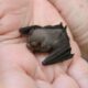  ‣ adn24 il mammifero più piccolo al mondo è un pipistrello