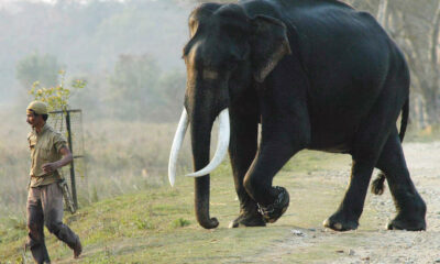  ‣ adn24 gli elefanti africani adattano il loro modo di salutarsi in base all'interlocutore.