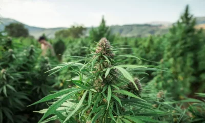  ‣ adn24 arriva lo stop alla cannabis light: il governo propone modifiche alla legge