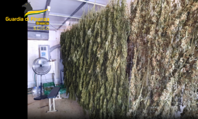  ‣ adn24 brescia | scoperti 2,3 tonnellate di marijuana nascoste nei campi di canapa legale