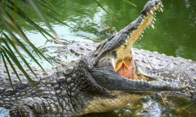  ‣ adn24 madre getta figlio di 6 anni disabile in un fiume, muore sbranato dai coccodrilli