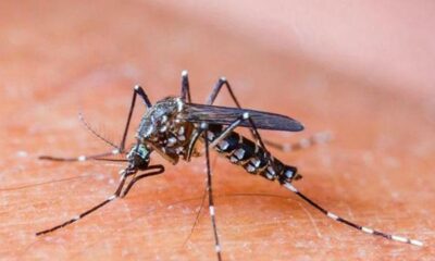  ‣ adn24 ferrara | nuovo caso virus dengue su persona rientrata da un viaggio