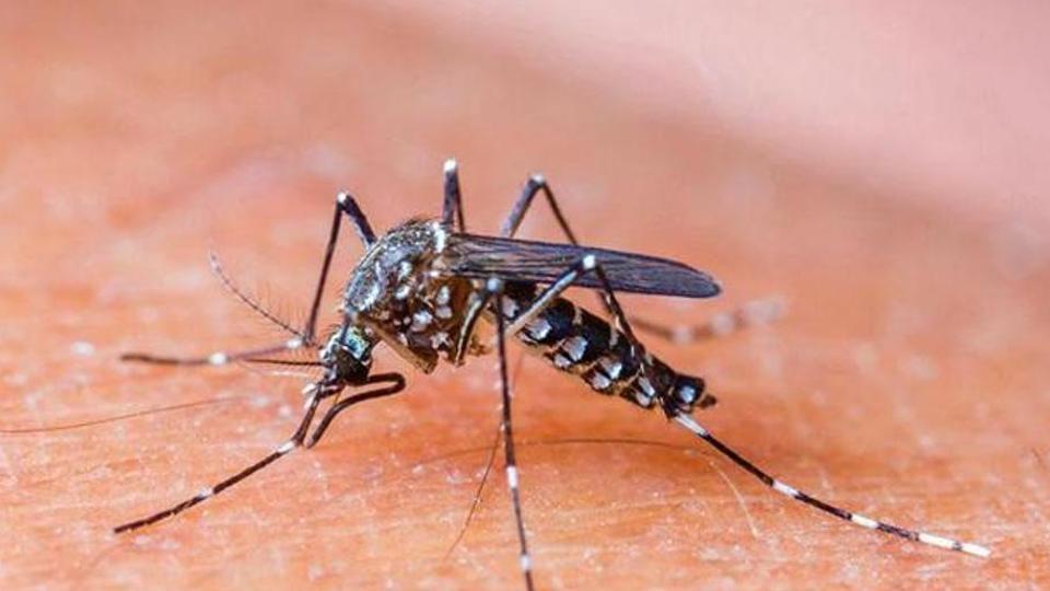  ‣ adn24 ferrara | nuovo caso virus dengue su persona rientrata da un viaggio