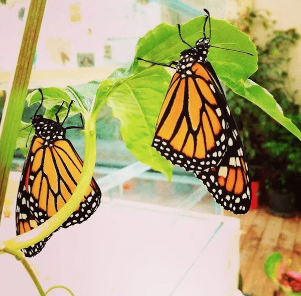  ‣ adn24 palermo | su bancarella di piazza san francesco saverio un naturalista scopre preziosa collezione di farfalle