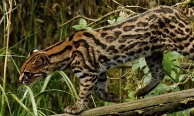  ‣ adn24 nuova specie di gatto tigre scoperta in america