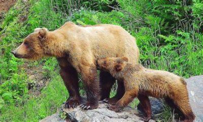  ‣ adn24 cinque avvistamenti di orsi in 5 giorni: la preoccupazione ritorna in trentino