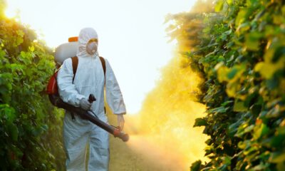  ‣ adn24 agricoltura: un olio potrebbe sostituire i pesticidi
