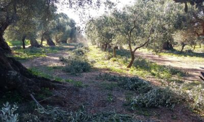  ‣ adn24 genova | arriva una deroga dalla regione per l'abbruciamento residui potatura dell'olivo