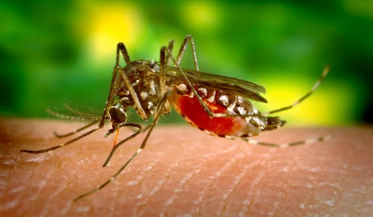  ‣ adn24 salute | trovata in italia la zanzara della malaria. rischio di focolai come per la dengue