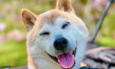  ‣ adn24 animali | e' morta kabosu, la cagnolina diventata famosa in tutto il mondo