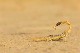  ‣ adn24 il primo animale terrestre fu uno scorpione?