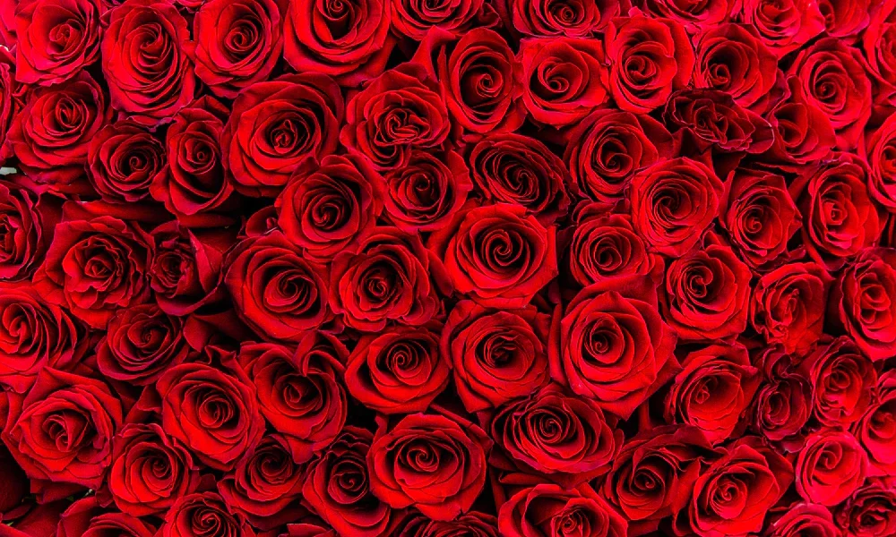 Perché la rosa rossa è il simbolo dell’amore? – ADN24