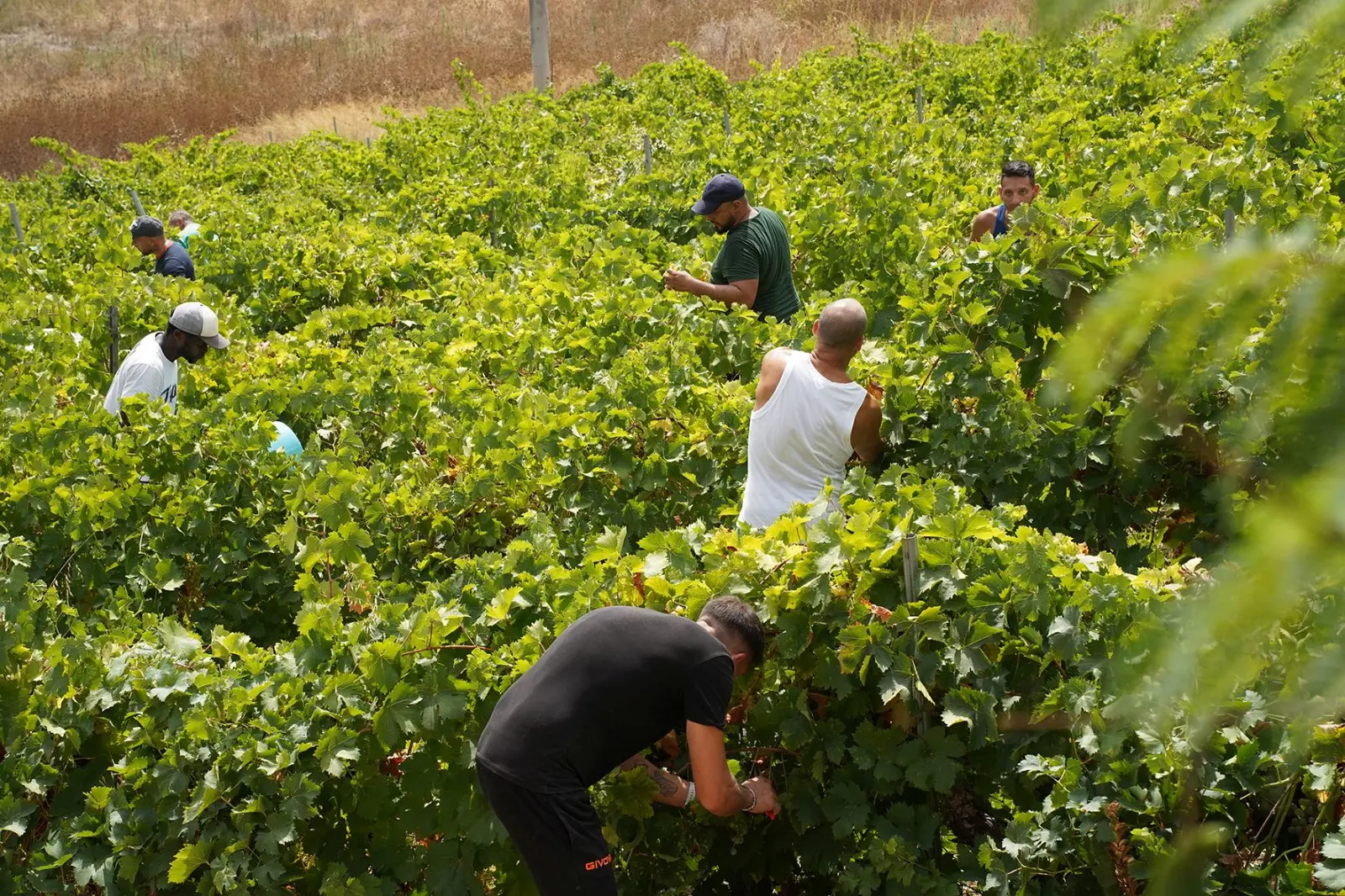 Vendemmia della legalità, raccolti a Salemi 44 quintali di uva in un fondo confiscato alla mafia