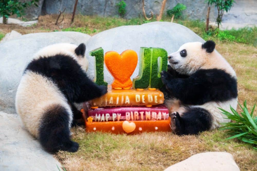 L&rsquo;Ocean Park di Hong Kong celebra i 50 anni con nuove strutture e iniziative