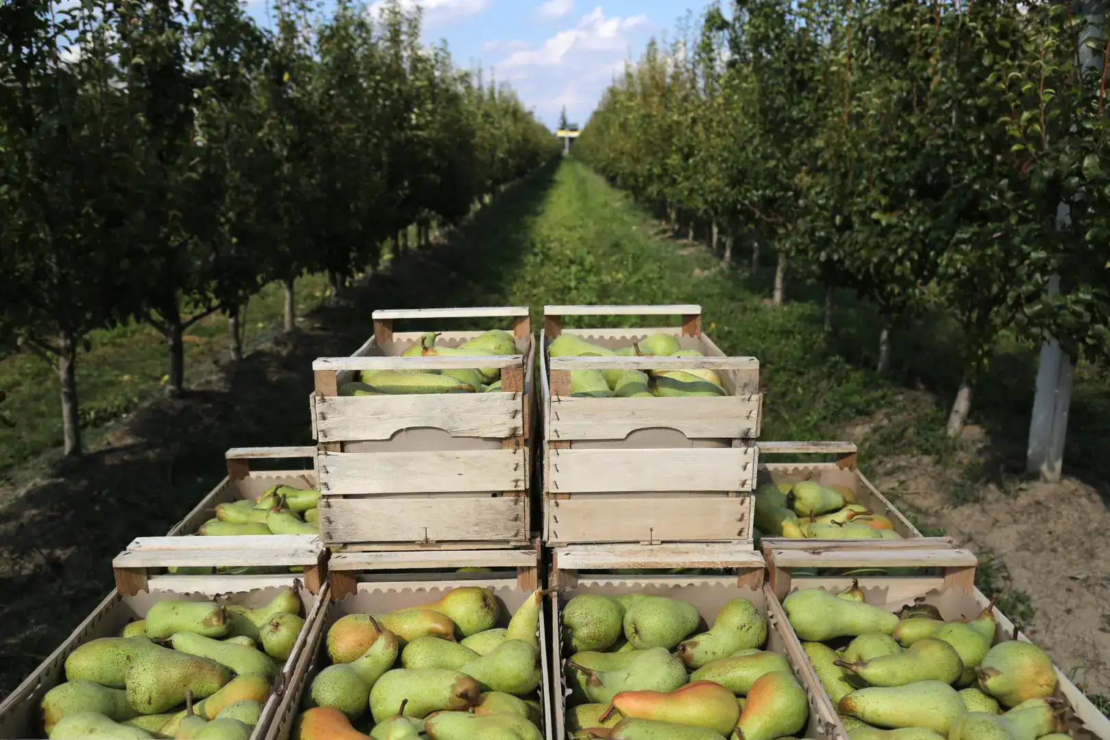 Dal MASAF 11 milioni per le filiere frutticole della pera e del kiwi